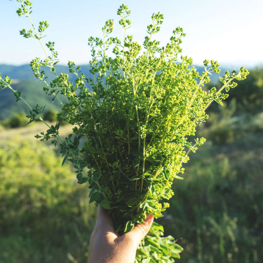 Wild Oregano Oil: Your Guide to Usage and Benefits