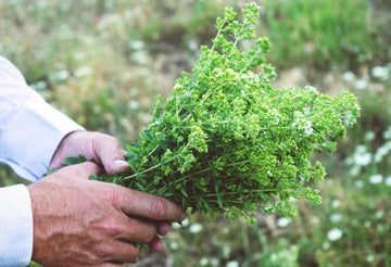 Holding Oregano Bunch 