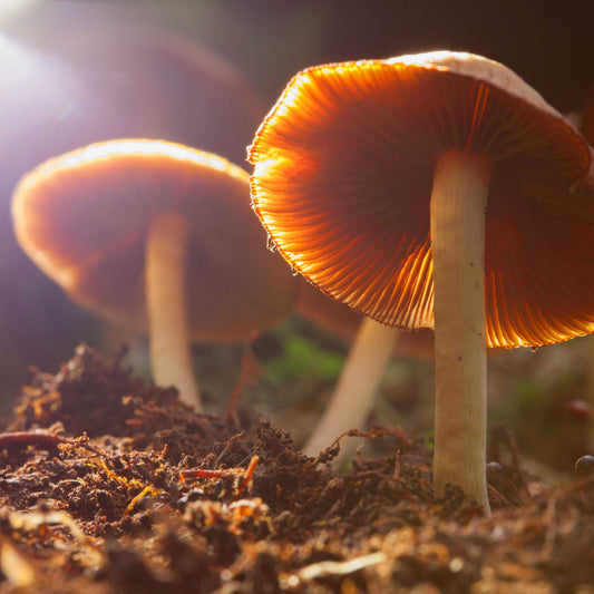 Harnessing Sunlight: Unlocking Vitamin D Potential in Mushrooms